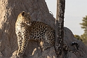 Leopard-on-termite-mound